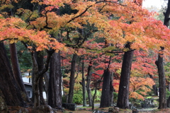 弥彦公園・１
