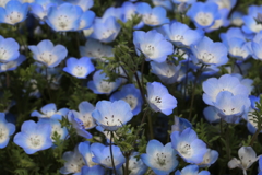 昭和記念公園ー９