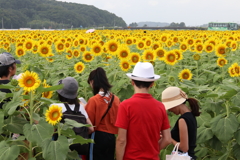 ひまわり畑・２