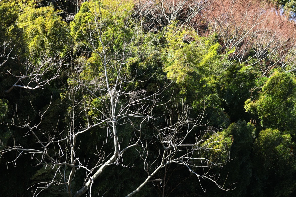 熱海梅園・４