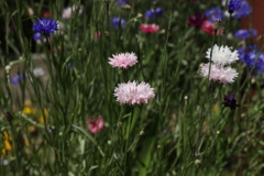 道端の花