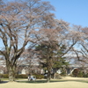早春ゴルフ場