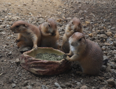 那須どうぶつ王国・１