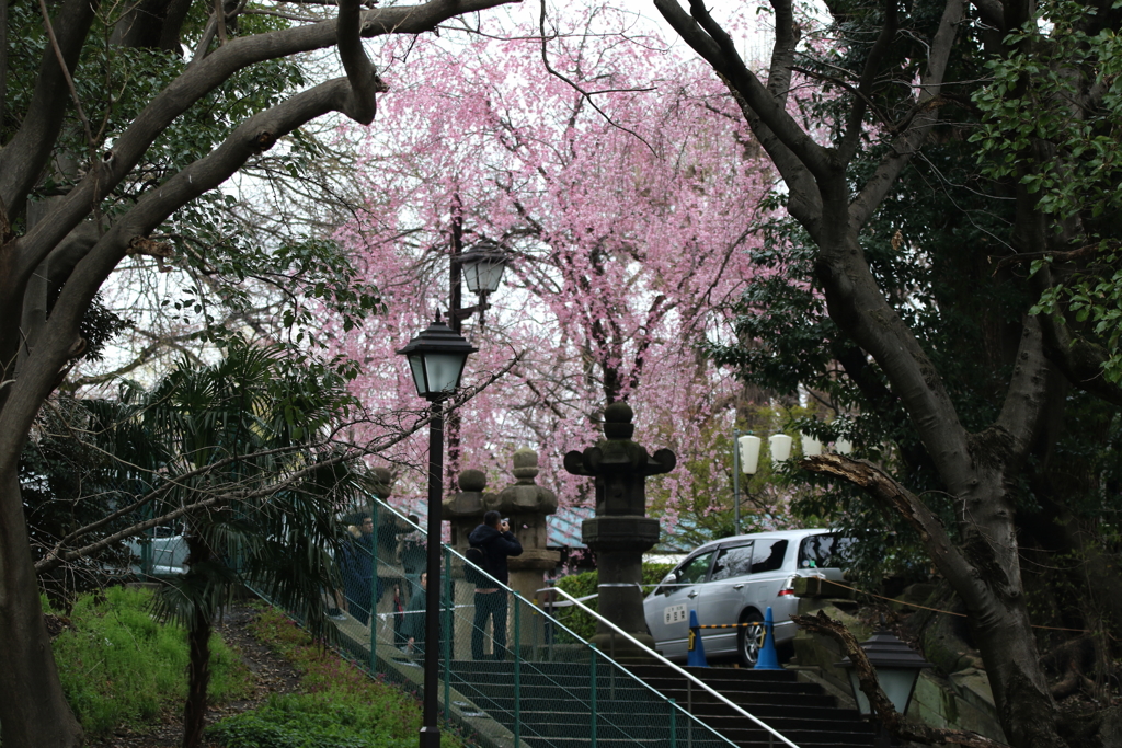 上野公園ー５