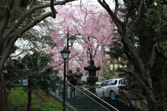 上野公園ー５