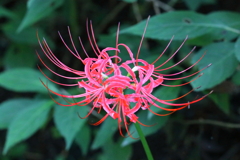 彼岸花