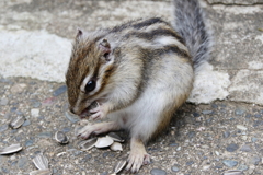 加茂山リス園・１
