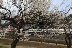 水戸偕楽園・４