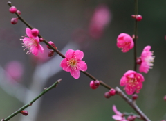 熱海梅園・４