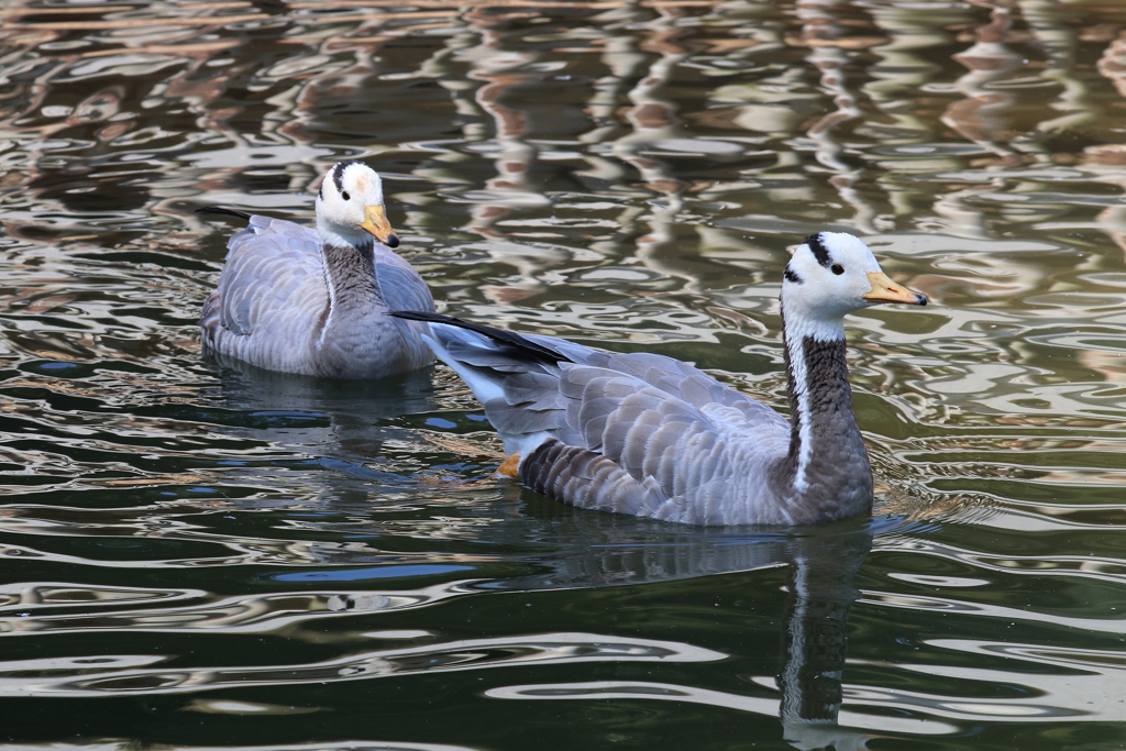 多摩動物公園ー４
