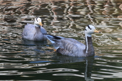 多摩動物公園ー４