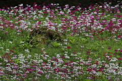 クリンソウ・３