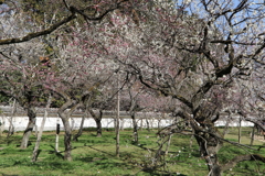 水戸弘道館・２