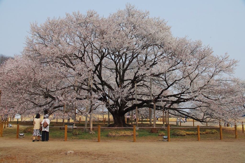 天平の丘公園・１