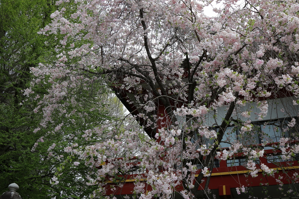 秩父神社・１