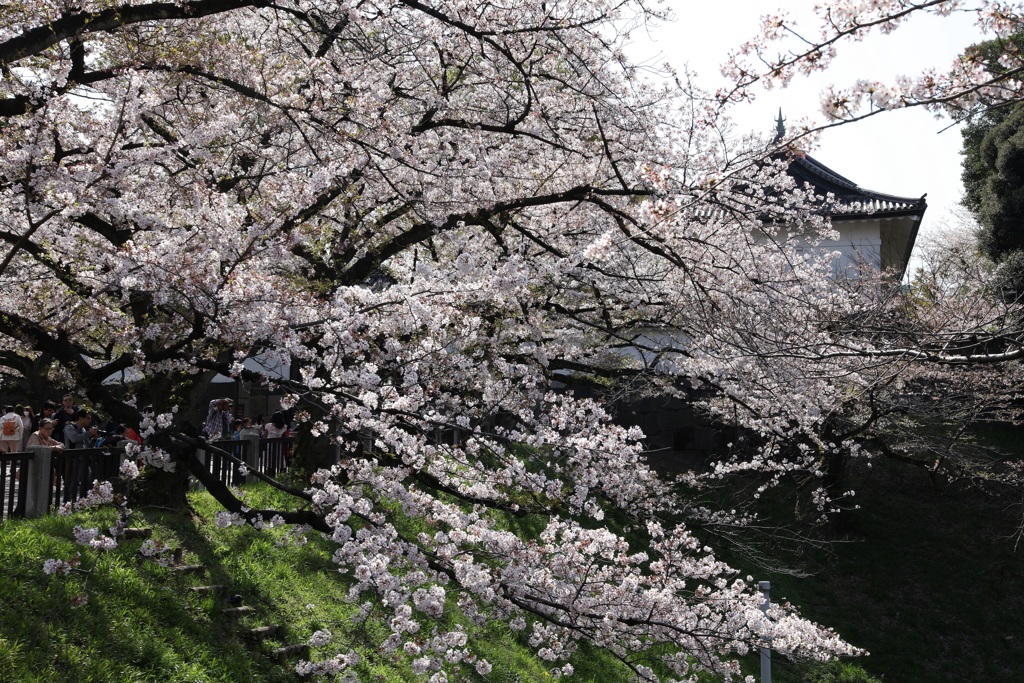 千鳥ヶ淵