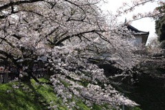 千鳥ヶ淵