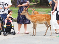 奈良公園・２