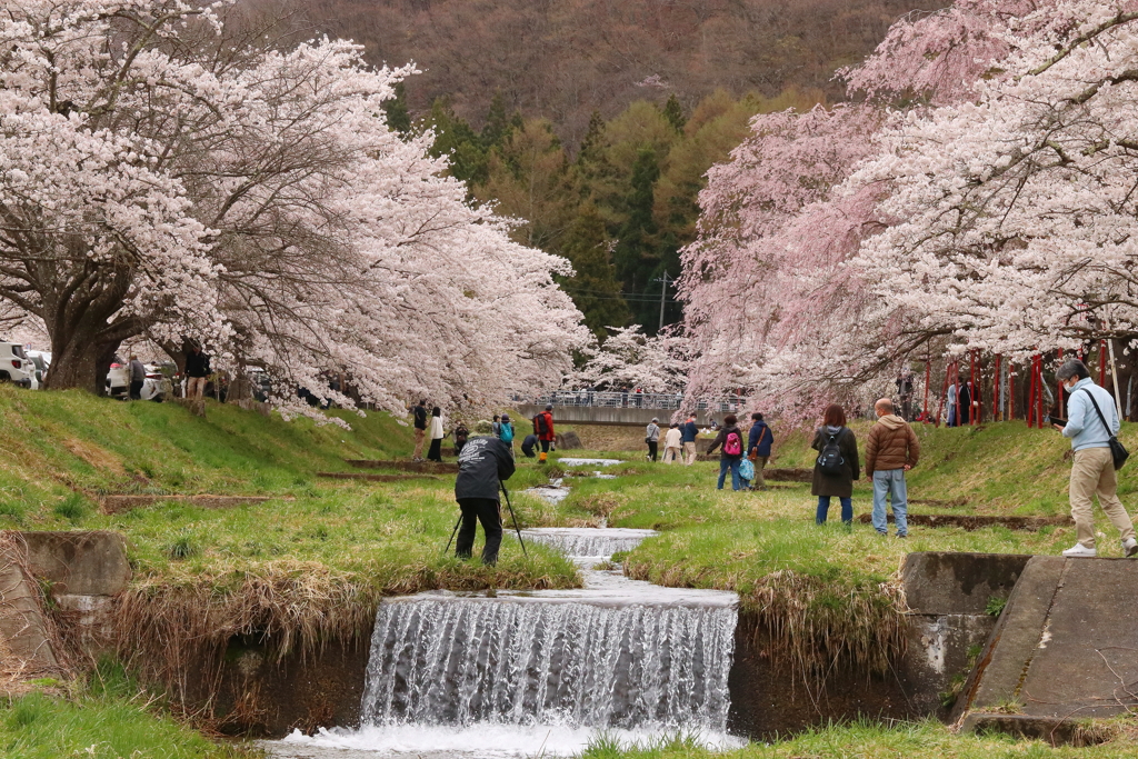 観音寺川・３