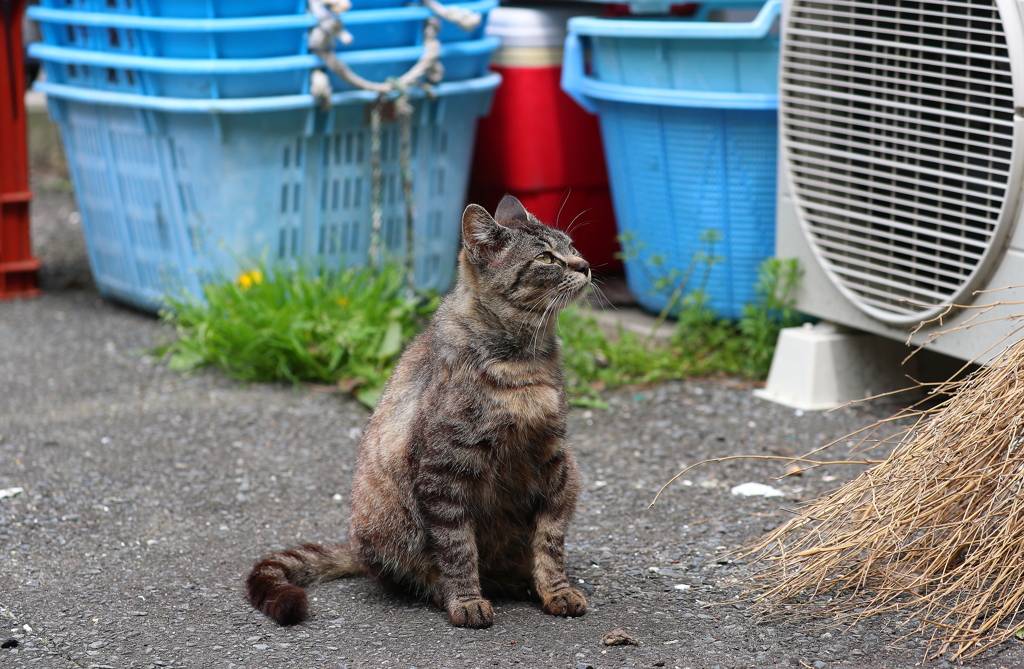 田代島・２