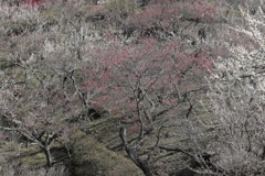 筑波山梅園・３