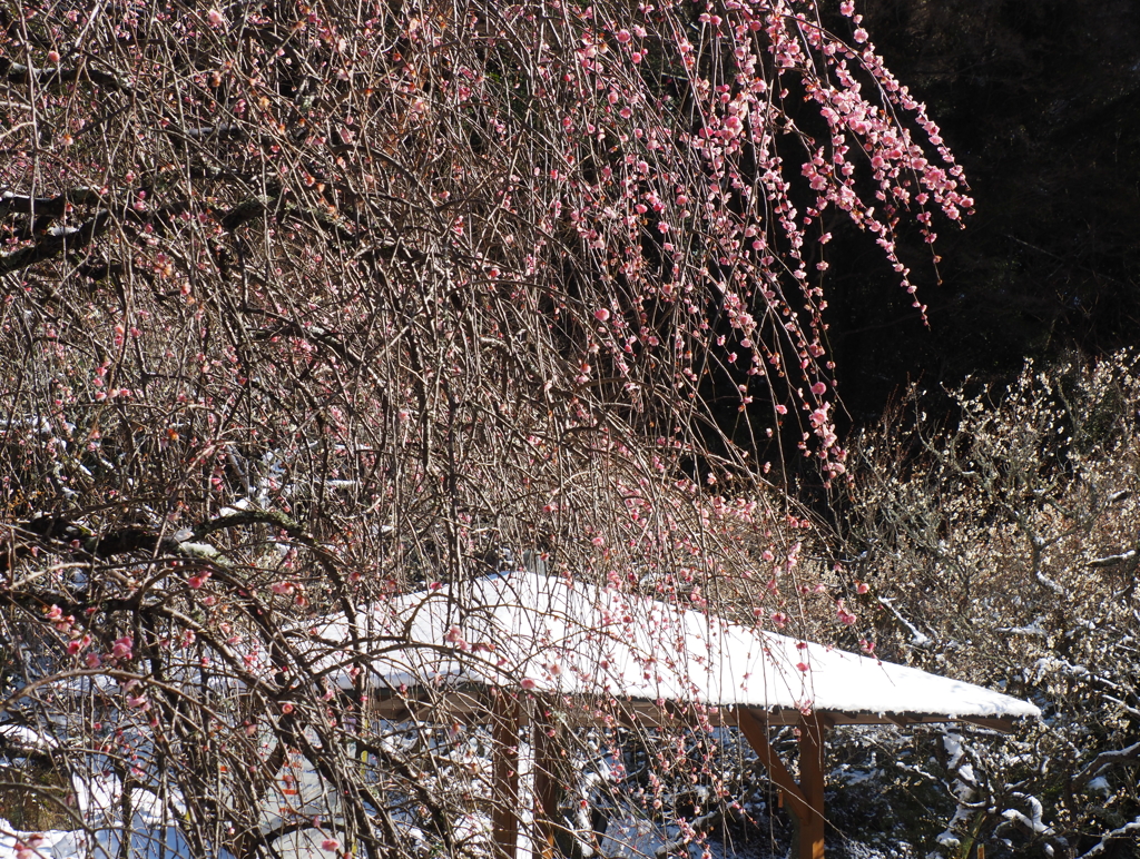熱海梅園・２
