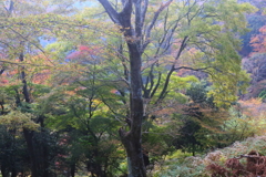 丹沢大山・１