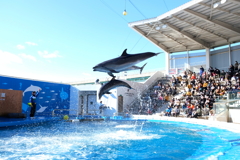 仙台うみの杜水族館・２