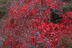 弥彦公園・９