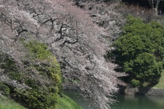千鳥ヶ淵