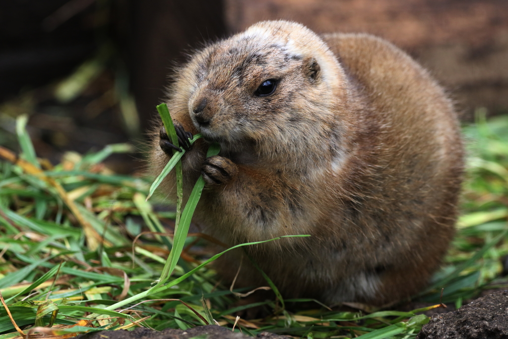 上野動物園ー２