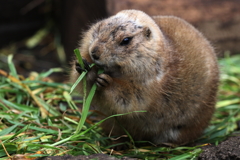 上野動物園ー２