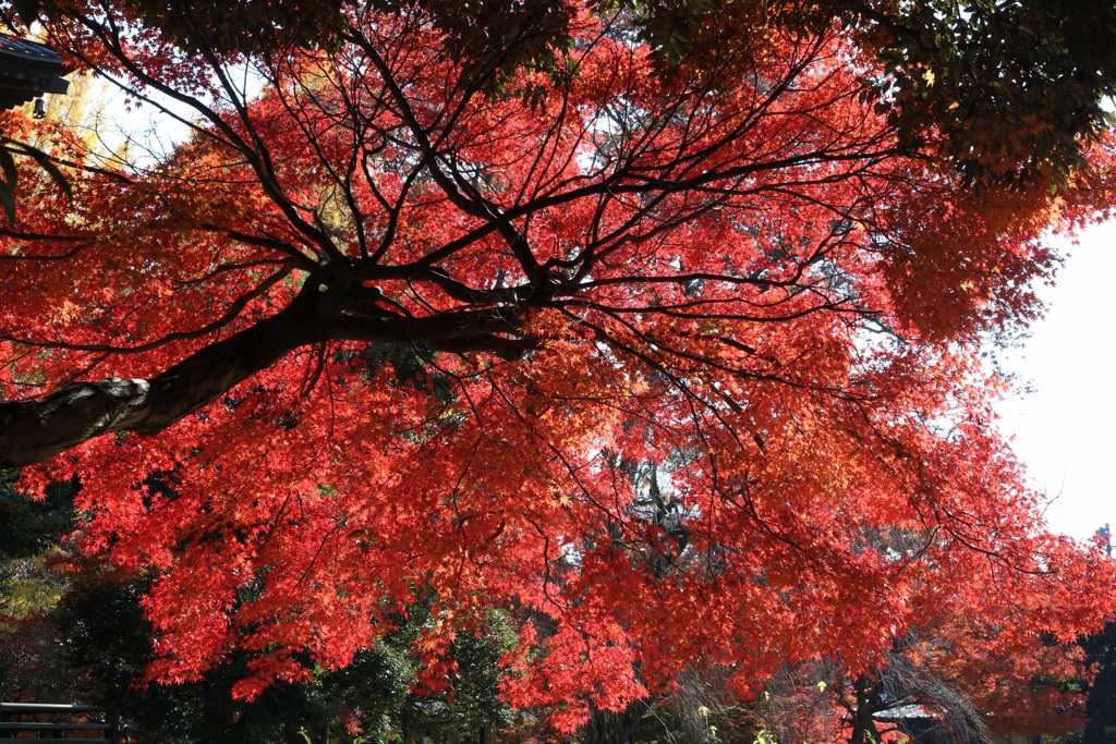 鑁阿寺・２