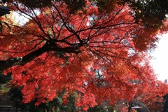 鑁阿寺・２