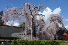 慈雲寺