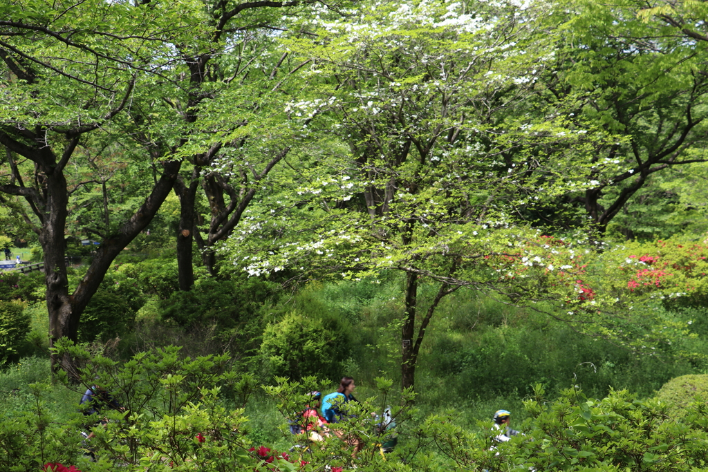 昭和記念公園ー４