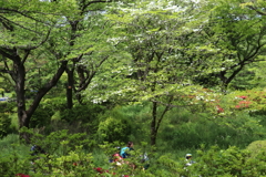 昭和記念公園ー４