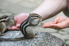 加茂山リス園・５