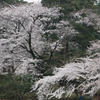 大宮公園・４