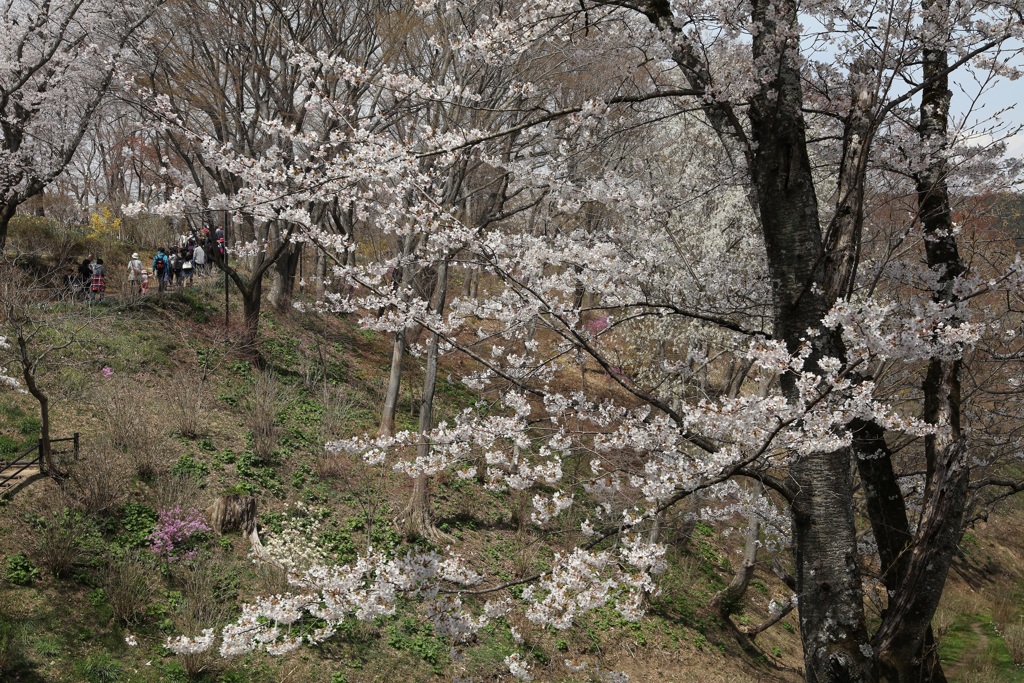 船岡城址公園・１