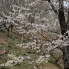 船岡城址公園・１