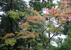 弥彦公園・２