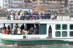 隅田川咲き始めの頃