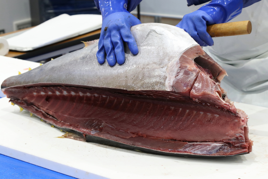 キハダマグロ解体