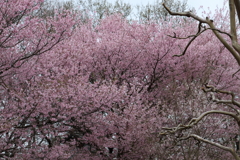 雨サクラー５