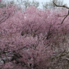 雨サクラー５