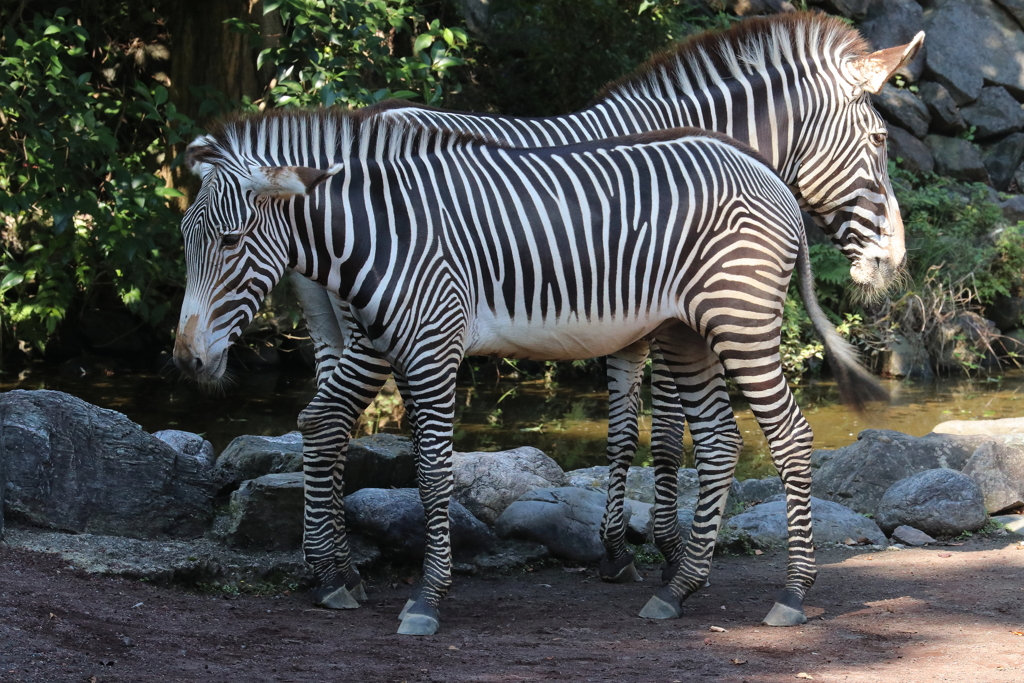 多摩動物公園ー６