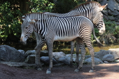 多摩動物公園ー６