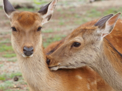 奈良公園・３