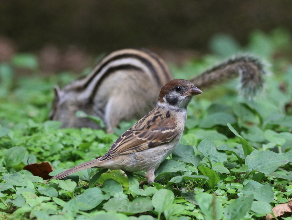 加茂山リス園・３